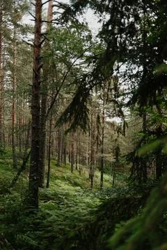 View through spruce branches into a peaceful pine forest with ferns in Tara N Stock Photos