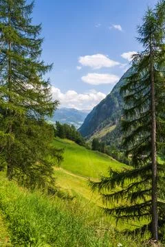 View through spruce trees to high mountain ranges. Green alpine meadows, mo.. Stock Photos
