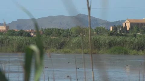 View Through Tall Cane Reeds to Lagoon, Maristany, Mallorca, Spain Stock Footage 340589589
