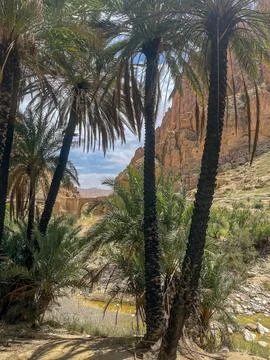 View through tall palm trees towards a stone bridge and rocky cliffs in a Nor Stock Photos