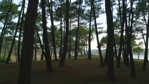View Through Tall Trees In Coastal Woodland. dolly-in Stock Footage 255389188