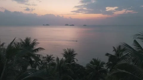 View through thick palm trees of sea and gentle sunset is romantic picture Stock Footage 275871642