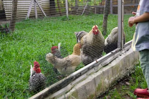 View through the thin wire fence surrounding the chicken coop on the farm Stock Photos