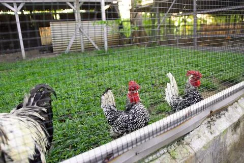 View through the thin wire fence surrounding the chicken coop on the farm Stock Photos