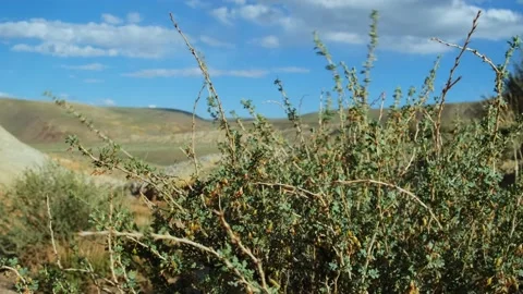 View through thorny bushes to the mountains under blue sky on sunny day. Видео 218087108
