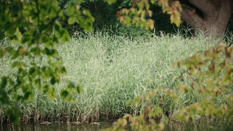 A view through tree branches across a lake to tall swaying grasses. 4K tripod Stock Footage 202250060