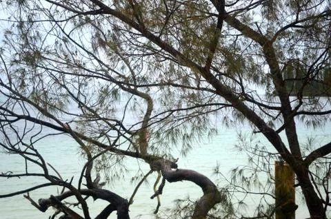 View through tree branches to aqua-coloured water at a beach. Stock Photos