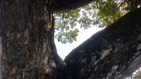 View through the tree branches Stock Footage 329267280