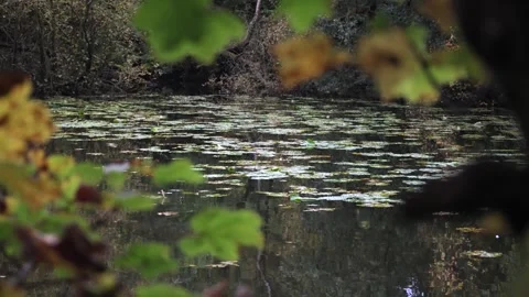 A View Through Tree Branches to a Pond With Water Lilies Stock Footage 254515959