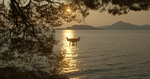 View through tree on the flying forward copter over the ocean and mountains Stock Footage 86274105