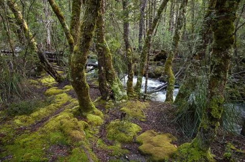 View through the tree trunks to stream in alpine forest Stock Photos