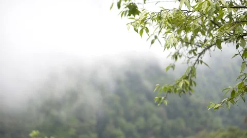 View through trees above clouds Video stock 91434641