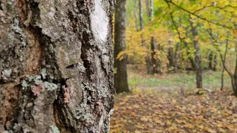 View through the trees in autumn in the park Video stock 215015736