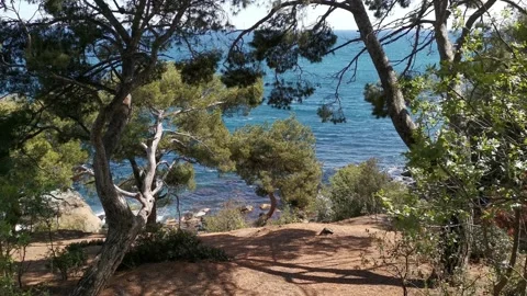View through the trees to the beautiful blue sea Stock Footage 152277342