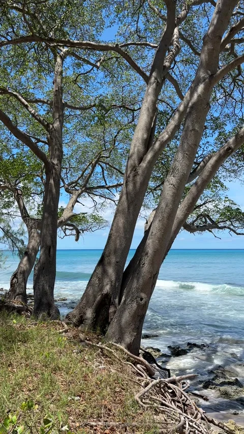 View through trees to clear blue ocean view beyond Stock Footage 335895047