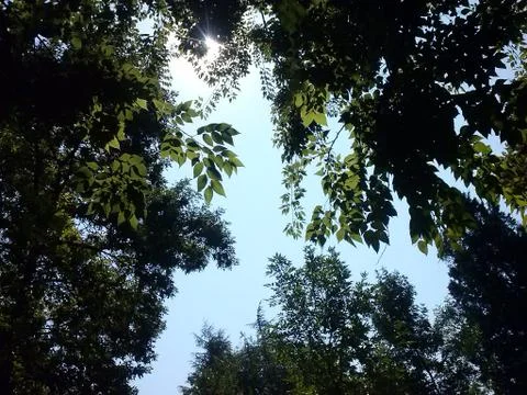 View through the trees on a clear sky Stock Photos