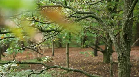 View through the trees Stock Footage 22432187