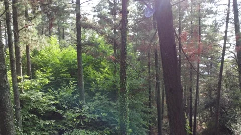 View through trees in a forest, drone backwards Stock Footage 160833943