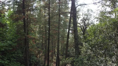 View through trees in a forest, drone backwards Stock Footage 160835043