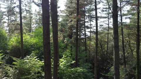 View through trees in a forest, drone backwards Stock Footage 160835500