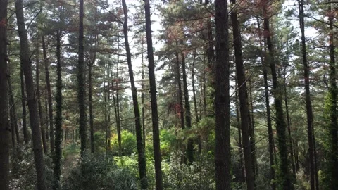 View through trees in a forest, drone backwards Stock Footage 160836289