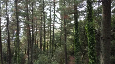 View through trees in a forest, drone backwards Stock Footage 160837133
