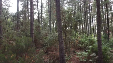 View through trees in a forest, drone backwards Stock Footage 160837535
