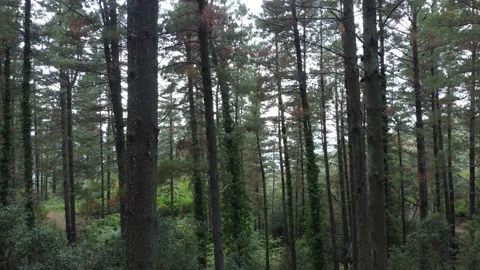 View through trees in a forest, drone backwards Stock Footage 160838291
