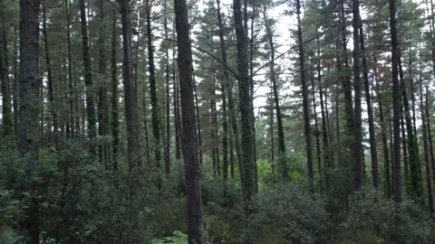 View through trees in a forest, drone backwards Stock Footage 160839410