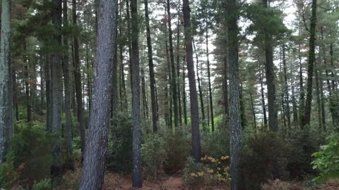 View through trees in a forest, moving forward Stock Footage 160834275