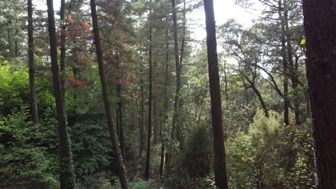 View through trees in a forest, moving forward Stock Footage 160835308