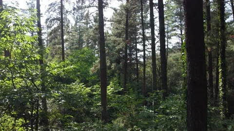 View through trees in a forest, moving forward Stock Footage 160835888