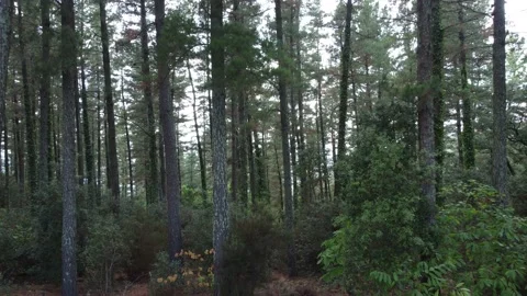 View through trees in a forest, moving forward Stock Footage 160838772