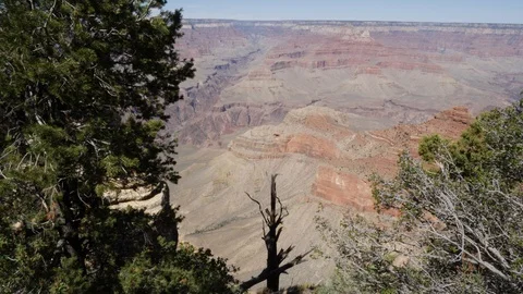 View through trees of the Grand Canyon  USA Stock Footage 89830062