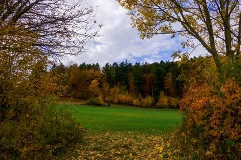 View through the trees on a green meadow and colorful forest Stock Photos