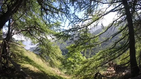 View through the trees - high mountain Stock-Footage 41397831