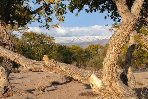 View through trees on mountain range in Mongolia Stock Photos