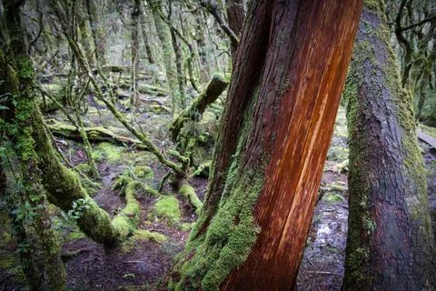 A view through the trees on a nature walk in Cradle Mountains Tasmania Stock Photos
