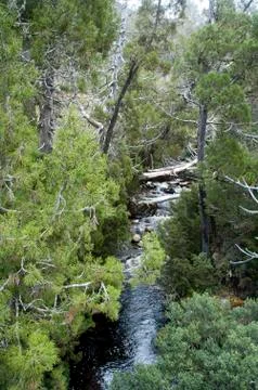 View through trees of a river flowing through a rugged gorge Stock Photos