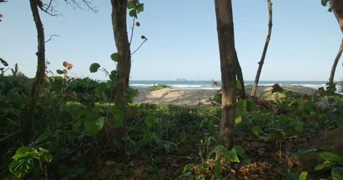 View through trees at sandy beach with cruise ship on horizon. Stock Footage 271083519