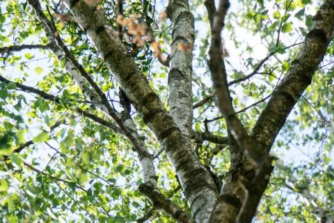 View through trees in spring Stock Photos