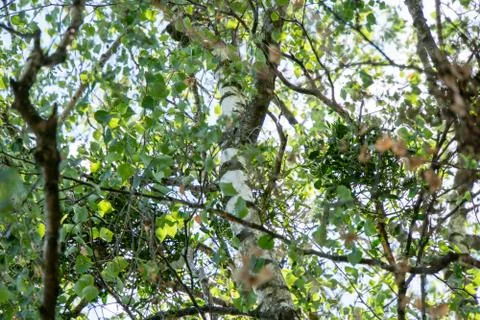 View through trees in spring Stock Photos