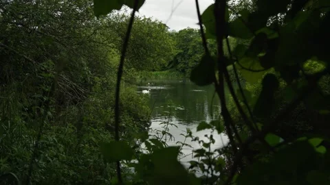 A view through the trees of swans and ducks on a wildlife reserve pond. Stock Footage 338033421