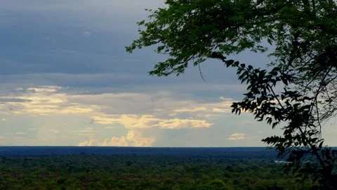 View through trees to a waterhole with storks and egrets Stock Footage 345521250