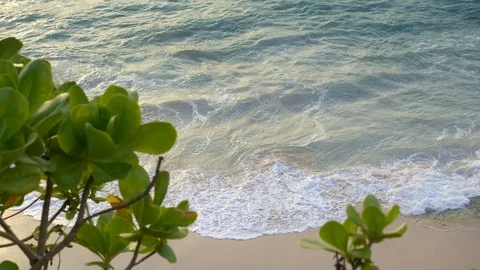 View through a tropical green tree on sandy beach with big blue waves Stock Footage 114988915