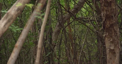 View through tropical trees in the jungle. Mangrove forest. Costa Rica.  Stock Footage 82458531