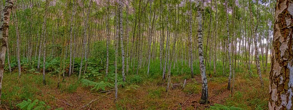 View through the trunks into a dense and untouched birch forest Stock-Fotos