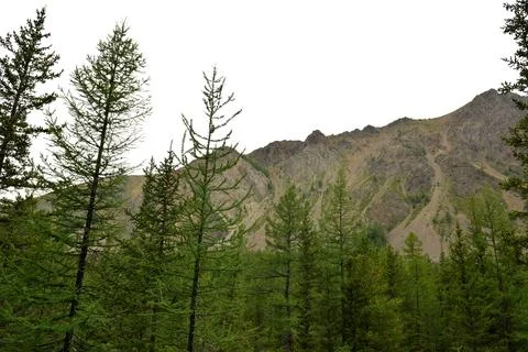 A view through the trunks of tall cedars onto a steep high cliff surrounded.. 写真素材