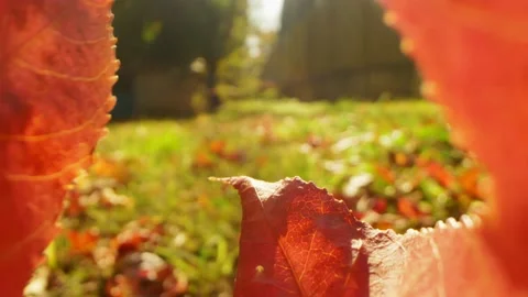 A view through a twisted fallen maple leaf on the autumn foliage of trees Video stock 143924135