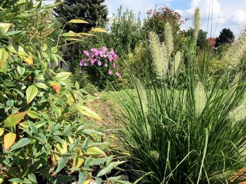 View through two plants to a violet hibiscus Stock Photos